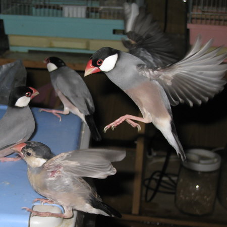 ゴミ箱に集結する文鳥たち