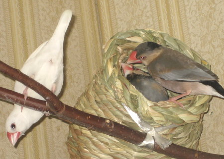 情夫の様子をうかがう文鳥とオス同士仲の良い文鳥たち