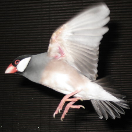 飛ぶ桜文鳥(ノッチ)少しピンボケ