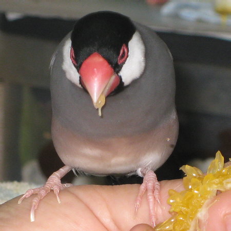 温州ミカンを食べる文鳥(キュー)