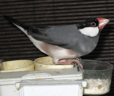 鶏卵の殻を食べる文鳥(アイ)