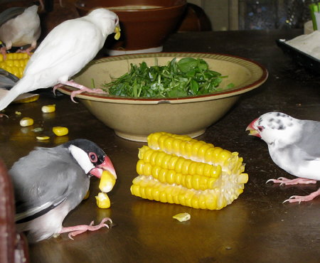 一緒にトウモロコシを食べる仲の悪い文鳥たち(クラ・ケコ)