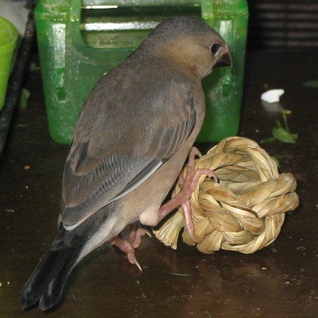 孵化38日目の文鳥ヒナ(マナツ)