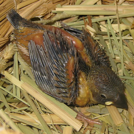 孵化16日目の文鳥ヒナ(トミ)