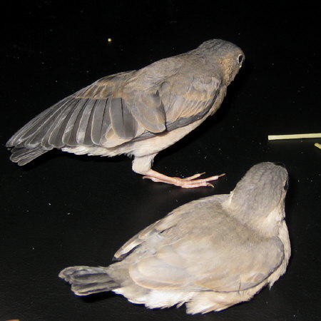 孵化27・28日目の文鳥ヒナ