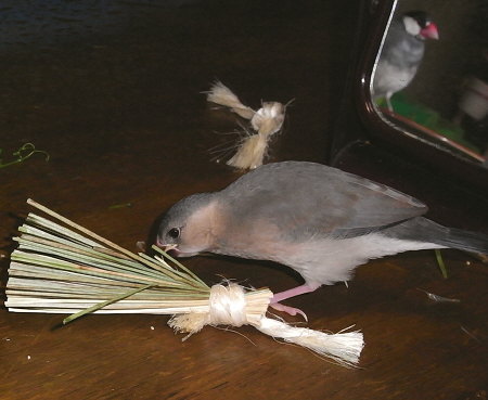 い草のおもちゃで遊ぶ文鳥ヒナ(ノコリ)