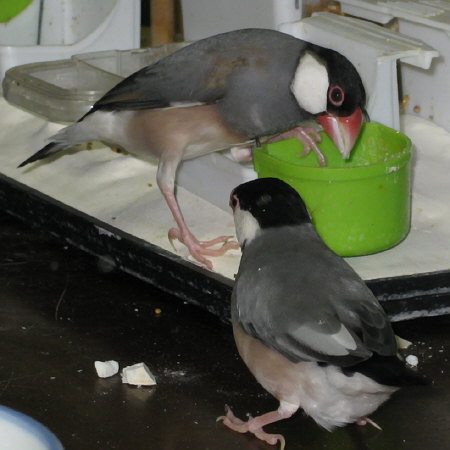 カトルボーンを漁る文鳥(シュー・シズ)