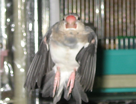 飛行するアト