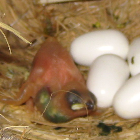 孵化4日目の文鳥ヒナ