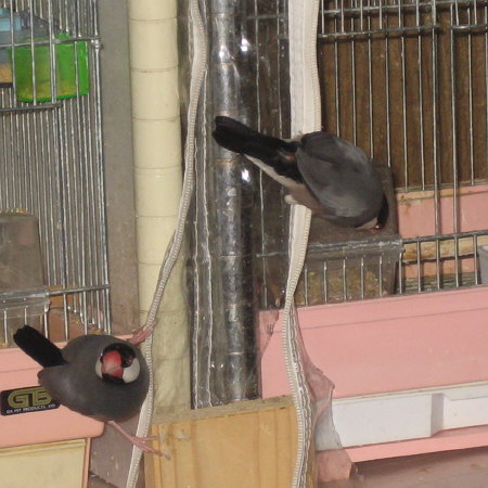 器用な文鳥たち