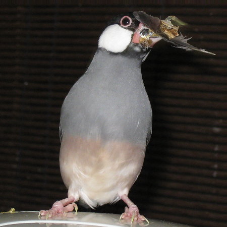 巣に「おみやげ」を持っていこうとする文鳥(エコ)