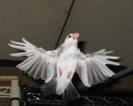 飛翔するごま塩文鳥(ケコ)