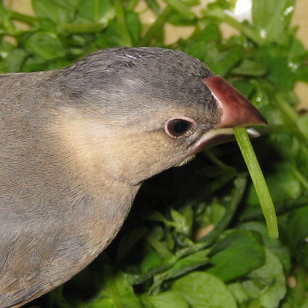 文鳥のヒナ換羽が始まる(トミ)