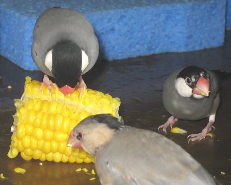 キューと付き鳥と妻鳥