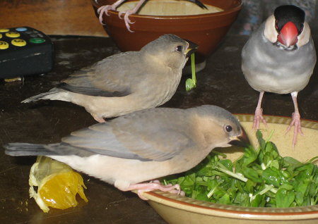 孵化35・36日目の文鳥ヒナと顔の大きなおとな文鳥