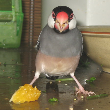 ミカンを押さえつけて食べる文鳥