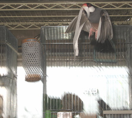 右往左往するキュー