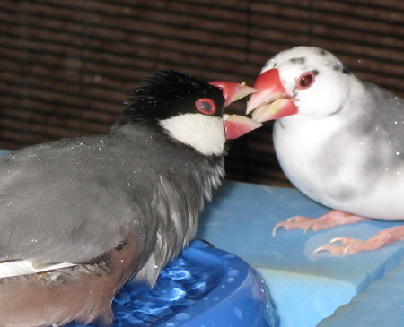 瞬膜で目を防護しつつ水浴びに執着する文鳥(キュー)