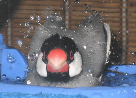 涼しくても水浴びを欠かさないキュー