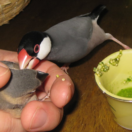 先輩文鳥の愛のムチ?(トミ・マナツ)