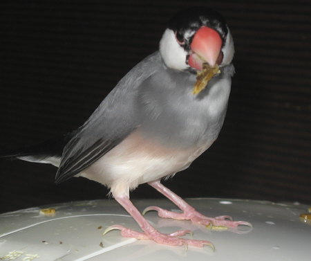 煮干をくわえたメス文鳥(コウ)