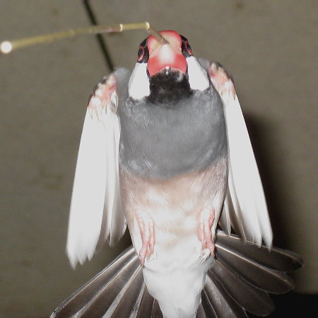 巣材を加えて頭上を飛んでいく文鳥(キュー)