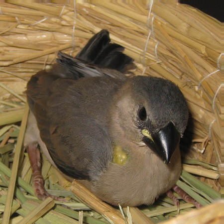 孵化25日目の文鳥ヒナ(トミ)