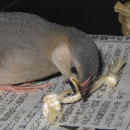 孵化33日目の文鳥ヒナ(マナツ)