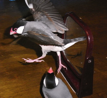 鏡を回転させる文鳥と見守る文鳥(シュー・ラック)