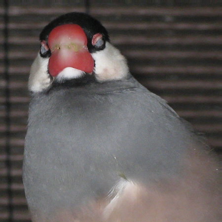 お気楽文鳥のうたた寝(デコ)