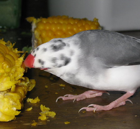 トウモロコシを食べるごま塩文鳥(ケコ)