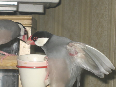 誘惑中ずっこけたポン
