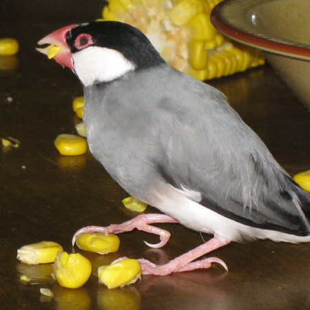 トウモロコシを食べる片目を失明した文鳥(クラ)