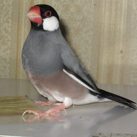 電子レンジの上の文鳥(キュー)