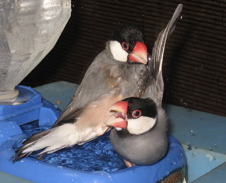 オス文鳥をけりだすメス文鳥(シュー・ポン)