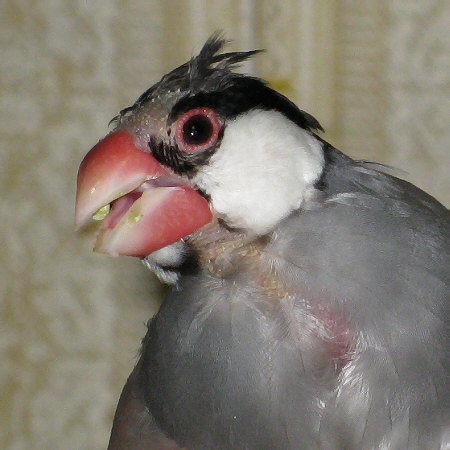 換羽ハゲ文鳥の図(ハル)