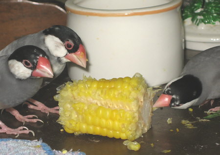 トウモロコシをかじる文鳥たち