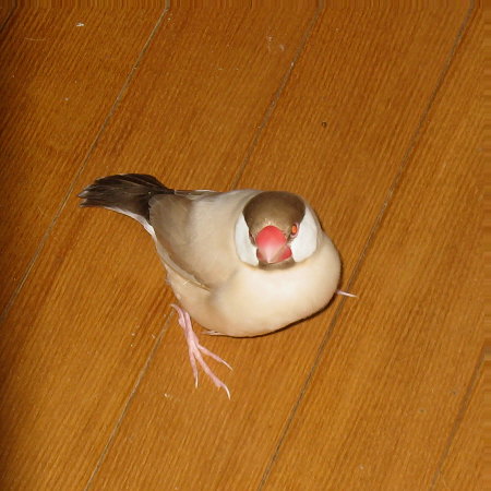 床にたたずむシナモン文鳥(ニッキ)