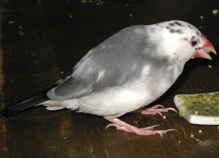湯漬けエサを食べるおとな文鳥(ケコ)