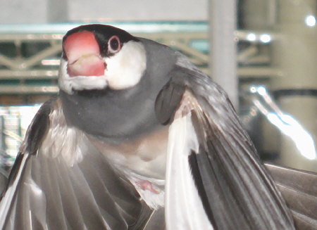でかい顔して飛ぶ文鳥の図