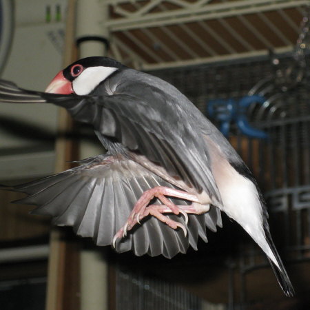 ホバリングする文鳥(ノコリ)