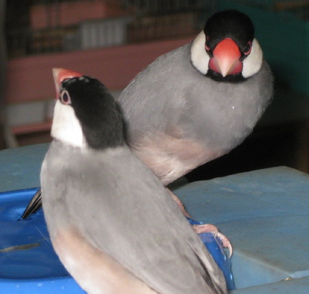 年の差文鳥夫婦(コウ・ノコリ)