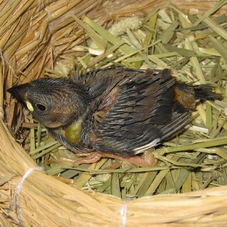 孵化18日目の文鳥ヒナ(マナツ)