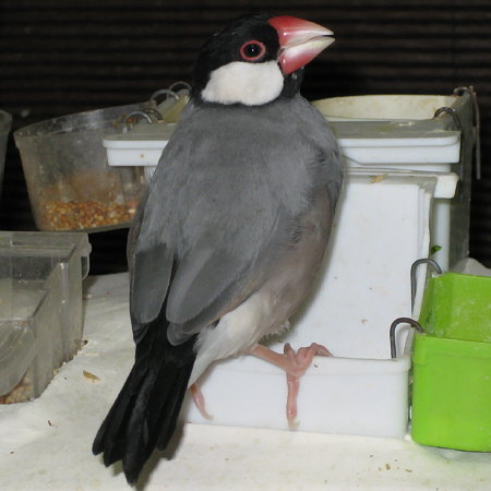 換羽初期のおっとり文鳥坊ちゃん(ノコリ)