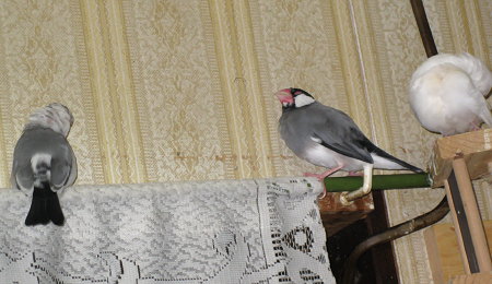 新入りに追い詰められる古株の文鳥(ケコ・クラ・ミナ)