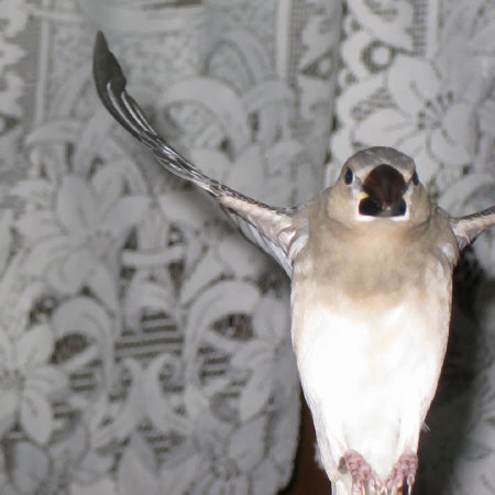 真剣に飛んでくる文鳥ヒナ(トミ)