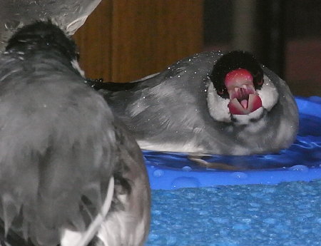 水浴び場を独占する文鳥(ゲン)