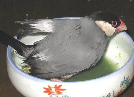 緑に染まりつつあるアト