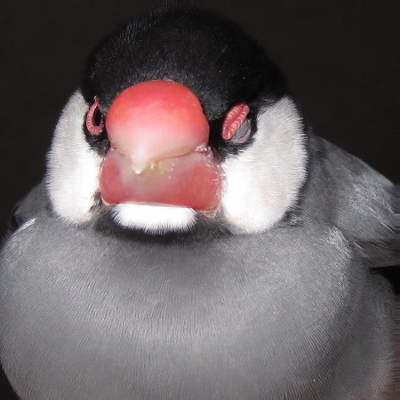 気だるそうな文鳥(ハル)