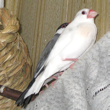 老齢の夫をかばう妻文鳥(クラ・ミナ)